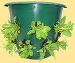 Can Make This Hanging Flower Baskets Hanging Plants Plants