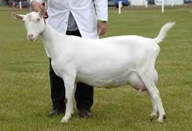 Kambing kacang merupakan kambing lokal indonesia, kambing ini memiliki daya adaptasi yang tinggi terhadap kondisi alam setempat serta memiliki daya reproduksi yang tinggi pula. Panduan Mulakan Penternakan Kambing