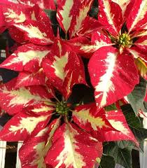 Jingle Bell Rock Poinsettia Birth Month Flowers Poinsettia Flowers