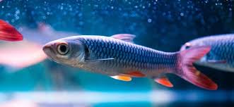 Ich möchte bitte mit herrn müller sprechen. How To Treat Ich White Spots In Aquarium Fish