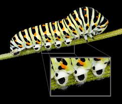 C'est la larve d'un papillon qui vient pondre ses œufs sur les. Chenille Lepidoptere Wikipedia