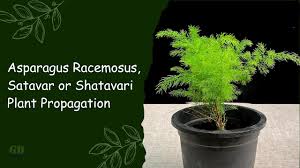 Image result for Asparagus racemosus