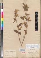 Image result for Melastomastrum