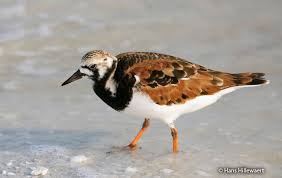 Image result for Entada arenaria