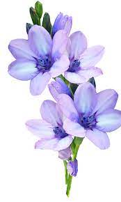 Free Image On Pixabay Mauve Flower Bulb Plant Garden Bulb Flowers Purple Flowers Flower Art