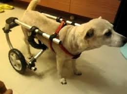 She is very happy that she can now get around. 8 Dog Diy Wheelchair Plans Learn How To Build A Dog Wheelchair