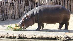 Keeper Yvette Snapped Some Great Shots Of Hippo Lotus Enjoying Her 6th Birthday At Werribee Open Range Zoo On Friday S Open Range Largest Gorilla Lucerne Hay