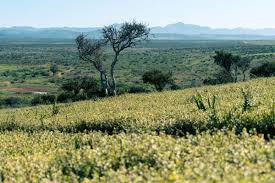 Image result for Afroqueta capensis