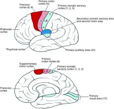 Maybe you would like to learn more about one of these? Cerebral Cortex Springerlink