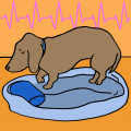 The soft spots will quickly develop mold, so cut out the soft spot and surrounding area and use the onion quickly. How Much Onion Is Bad For Dogs To Eat Littlethings Com