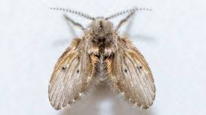 how to get rid of drain flies, step by