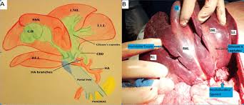 This allows you to go in and manually a quick solution using the venn.diagram function from the venndiagram package. Diagrammatic Illustration Of The Porcine Liver Anatomy A Diagrammatic Download Scientific Diagram