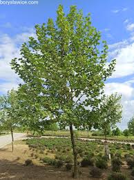 Platan jedenáct (4,9 % vol.), a pale lager. Platan Klonolistny Szkolka Drzew I Krzewow Ozdobnych Boryslawice