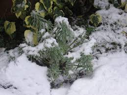 Other common names spurge 'glacier blue'. Photo Of The Winter Interest Of Mediterranean Spurge Euphorbia Characias Glacier Blue Posted By Yorkshirelass Garden Org