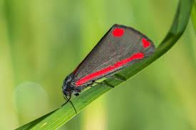 Image result for Tarenna junodii