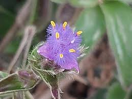 Image result for Cyanotis