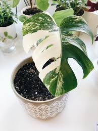 Check spelling or type a new query. Finally Got One Of My Dream Plants Variegated Monstera Deliciosa I M In Love Houseplants