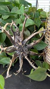 Image result for Harpagophytum procumbens