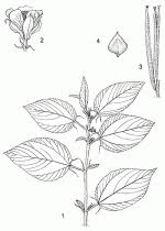 Image result for Corchorus olitorius