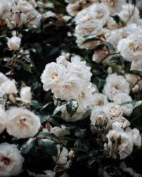 Maybe you would like to learn more about one of these? White Roses Flower Aesthetic Roses Aesthetic White Roses Aesthetic