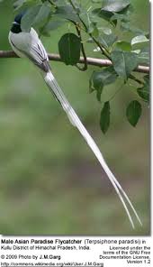 East Asian Paradise Flycatcher Terpsiphone Incei Flycatcher Tail Feathers Birds