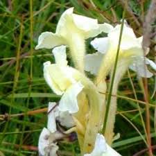 Image result for Harveya