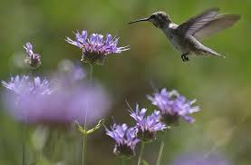 Butterflies, honey bees and hummingbirds will be regular visitors. How To Create A California Hummingbird Garden With Native Flowers Pictures Of Both Hummingbird And Butterfly Species
