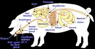 Ans 312 Applied Animal Nutrition Feedstuffs And Ration Formulation Osu Extended Campus Oregon State University