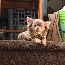 Pin On Animals