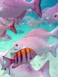 Pin By Debbie Bowie On Star Fish Fish Ocean Tropical Fishing Tropical Fish Sea Animals Sea And Ocean