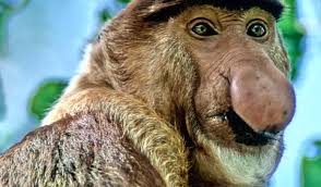 Capul său neted seamănă cu o față umană, acesta ajunge la o lungime de 30 cm. Care Este Cel Mai Urat Animal De Pe PlanetÄƒ Video Epoch Times Romania