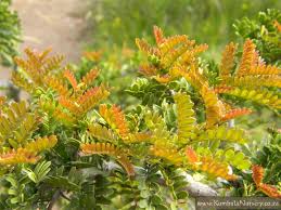 Image result for Schotia afra