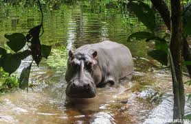 Hippo In Congo Rainforest