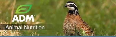 Complete feed for starting quail & turkeys. Game Bird