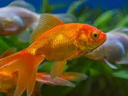 Dari jumlah itu, masyarakat baru saja membudidayakan sekitar 90 spesies. 13 Ikan Hias Air Tawar Yang Bisa Dicampur Di Satu Akuarium Pintarpet