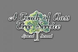 Arbortec tree service is a denver, co tree care company built on honesty, integrity and excellent customer service. Tis The Season Of Pine Trees A Touch Of Class Tree Service
