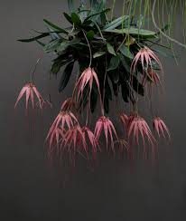 Image result for Bulbophyllum rugosibulbum