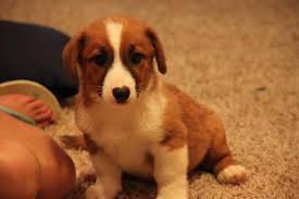 Find the right dog and live happy today. Adorable Augie Puppies Corgi Australian Shepherd Mix 9 Wks Old For Sale In Bella Vista Arkansas Classified Americanlisted Com