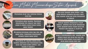 Menanam Dengan Sistem Aquaponik Di 2020 Wadah Tanaman Benih Tanaman Menanam