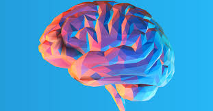 Image result for Pons