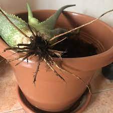 Hold the plant loosely at the base and bottom of the pot. Ask A Question Forum Identify Root Rot Aloe Vera Garden Org