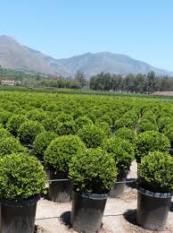 Image result for Buxus