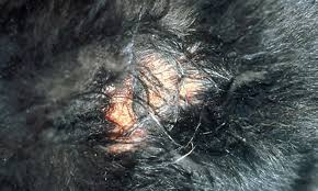 Image result for hotspot dogs