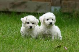 Bichon Frise Zooplus Magazine Ie