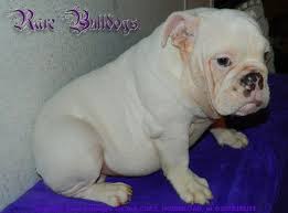 We did not find results for: Boy Akc English Bulldog Blue Platinum Fawn Quad Nickname Magneto Merle French Bulldog English Bulldog Blue Bulldog
