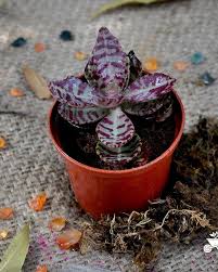 Image result for Kalanchoe humilis