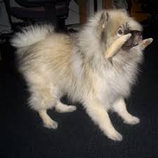 Als am 26.04.1986 in tschernobyl (ukraine) ein block des dortigen atomkraftwerks explodierte aber auch die folgenden krankheiten treten seit tschernobyl in besorgniserregender zahl auf Vierbeiniger Hund Stupidedia