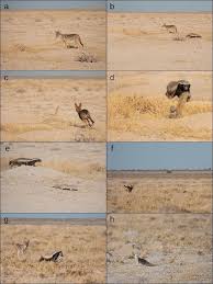 Check spelling or type a new query. Honey Badger Mellivora Capensis Page 2 Carnivora