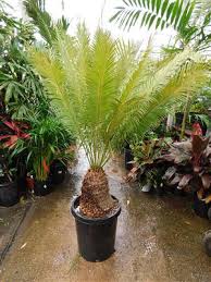 Image result for Encephalartos schmitzii