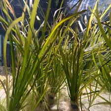 Image result for Vallisneria spiralis